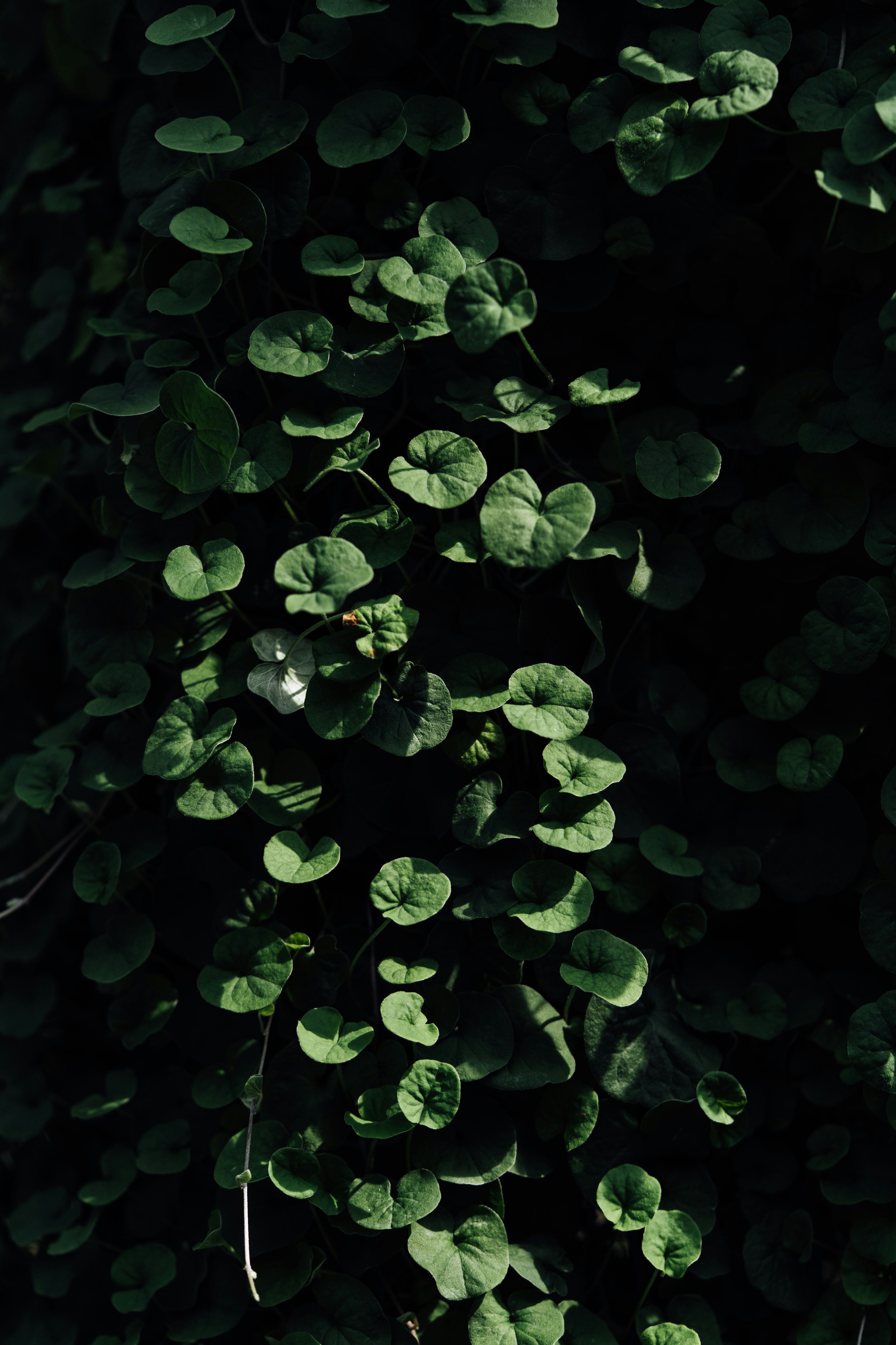 Photo by chuttersnap