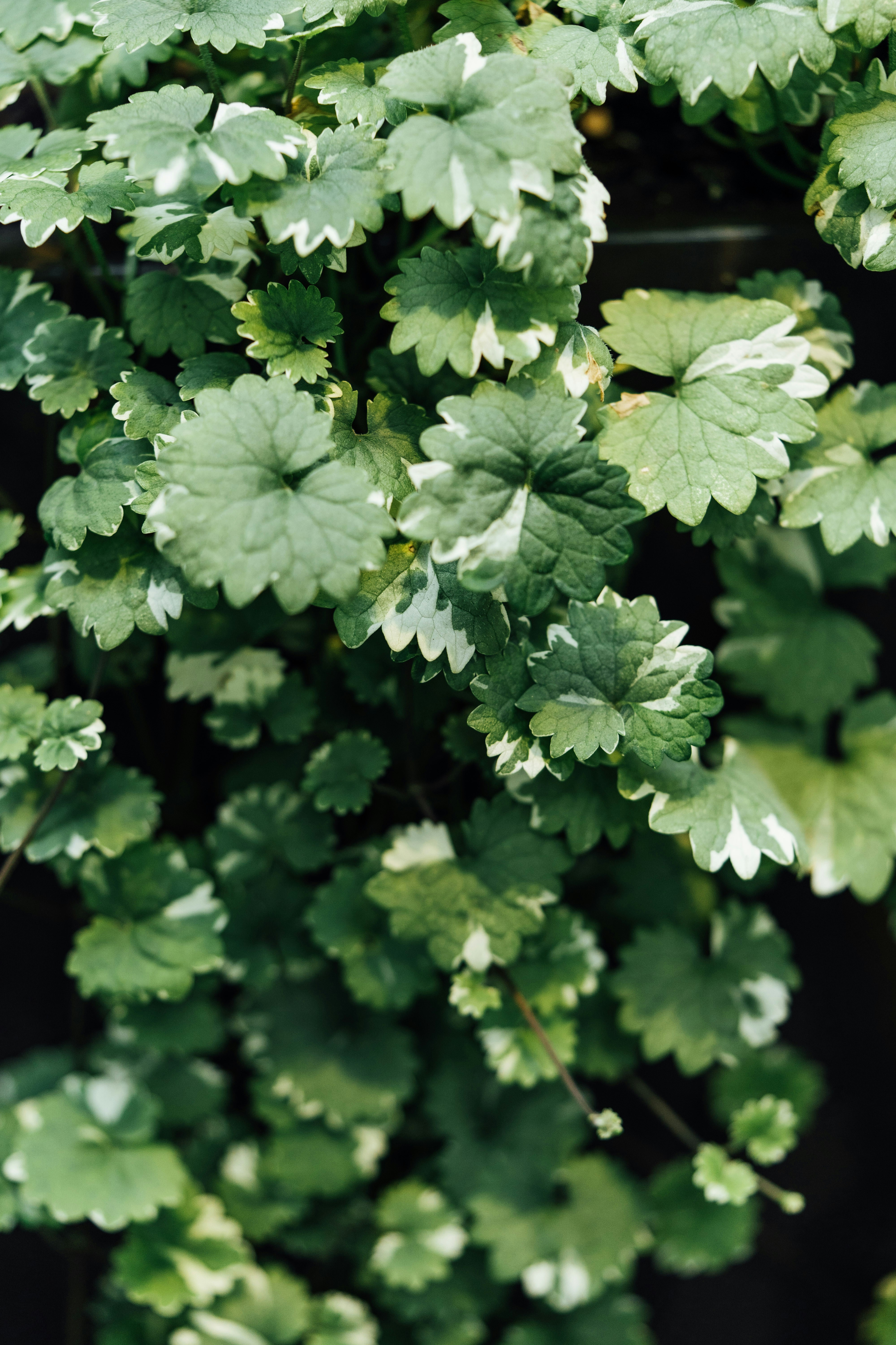 Photo by chuttersnap