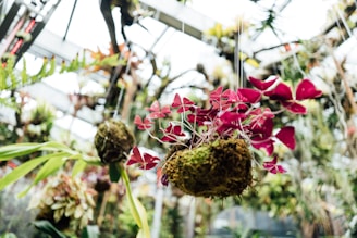 A vibrant and lush greenhouse environment with various hanging plants suspended from the ceiling. Prominently featured are rich red clover leaves attached to a mossy base, surrounded by green foliage. The background shows a blurred greenhouse structure with natural light filtering through.