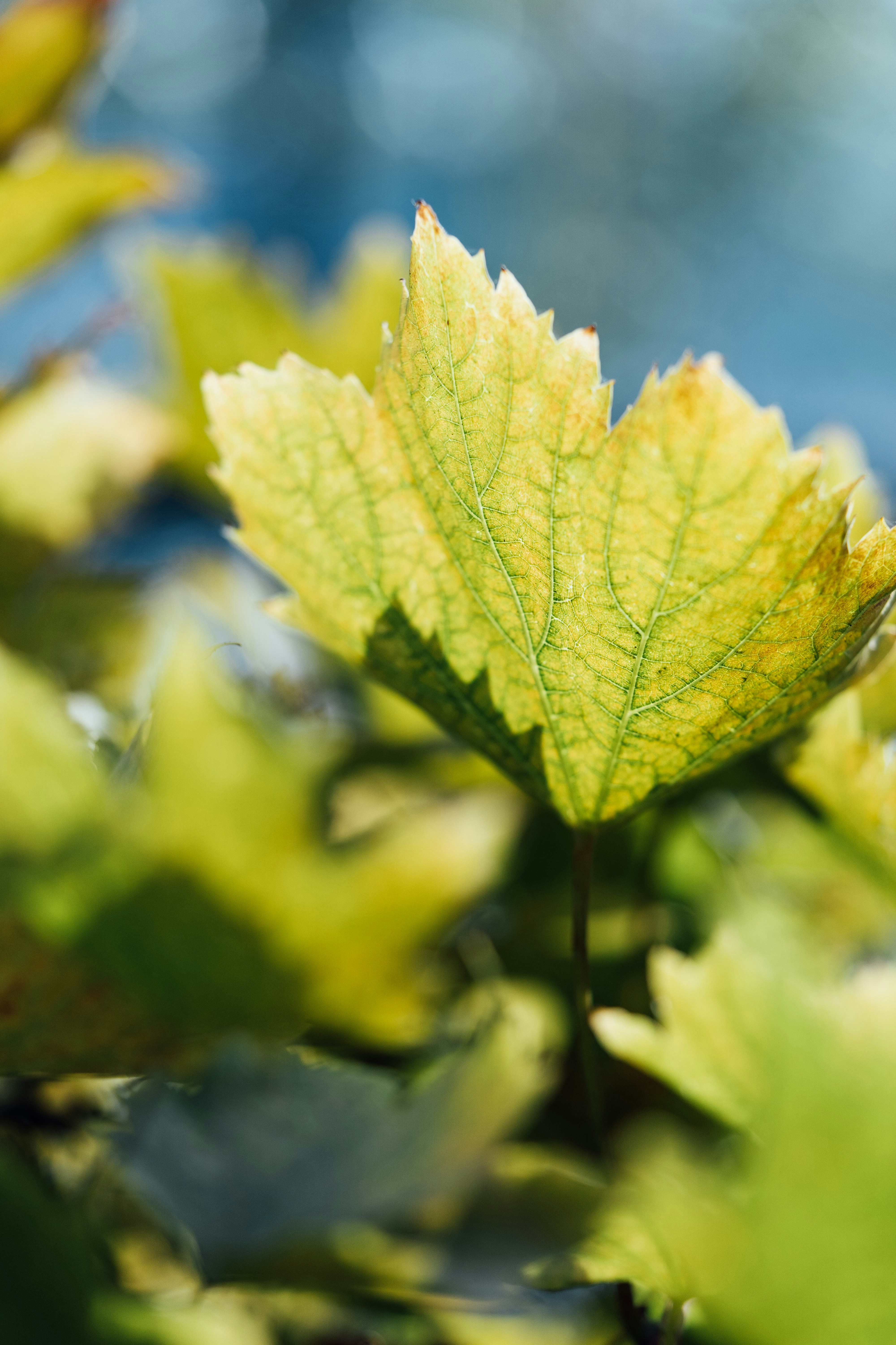 Photo by chuttersnap