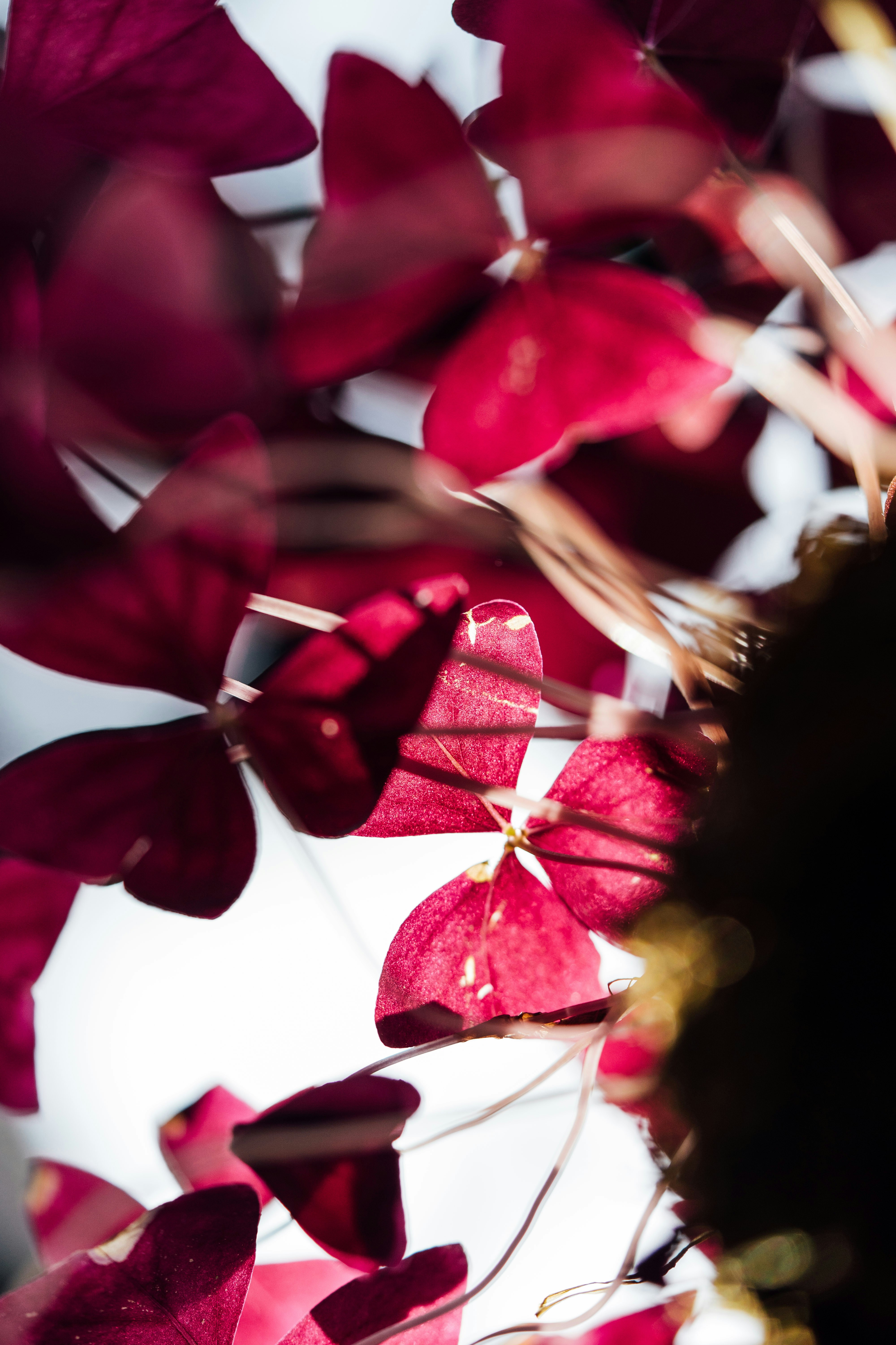 Photo by chuttersnap