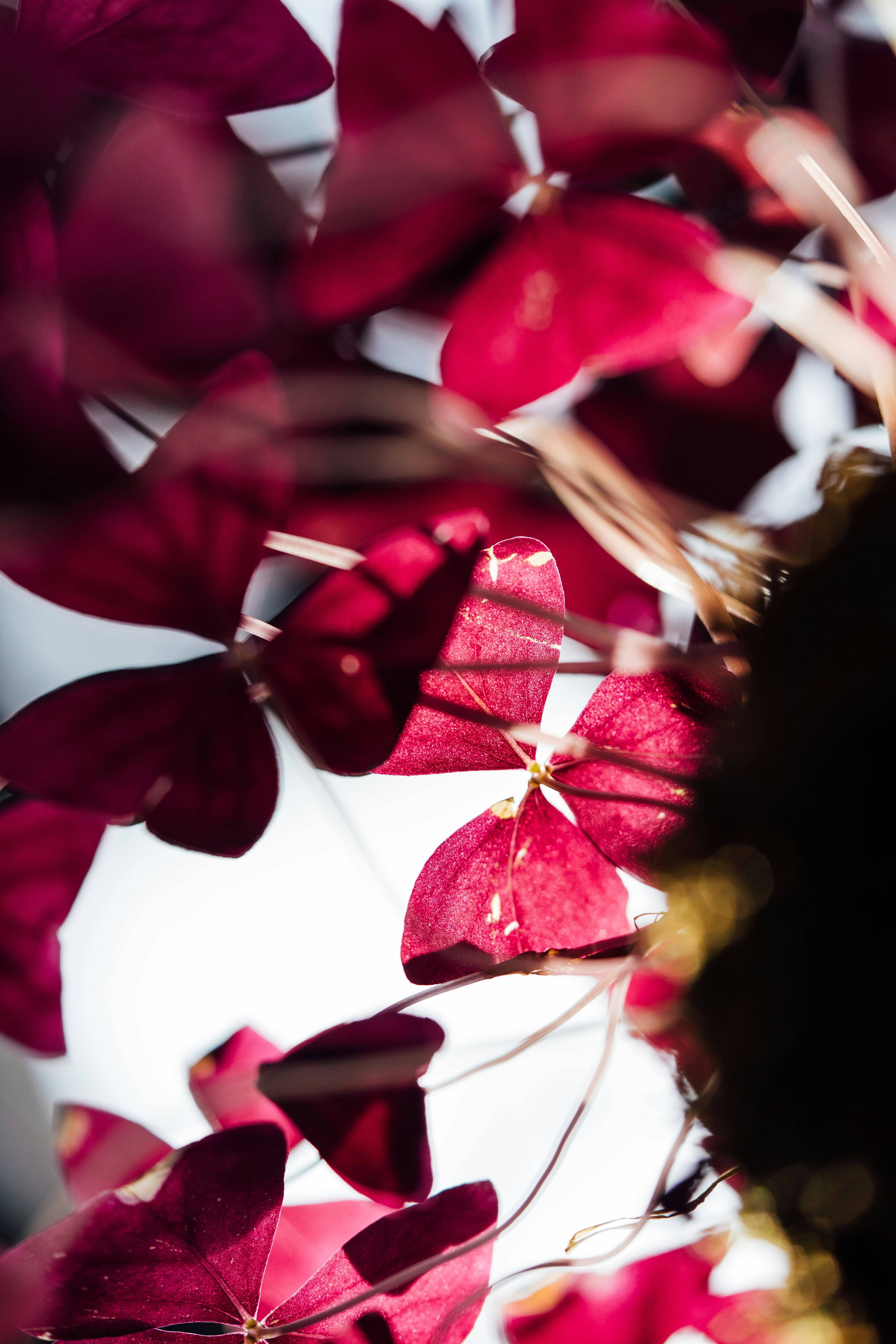 Photo by chuttersnap