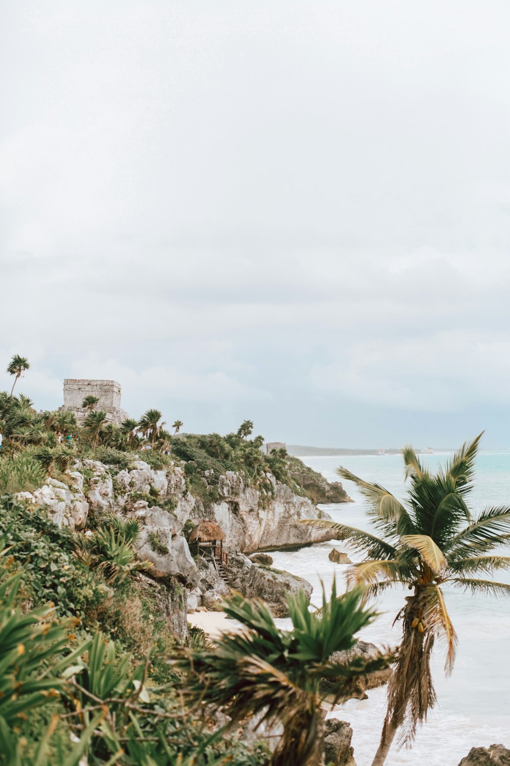 a palm tree sitting on top of a lush green hillside