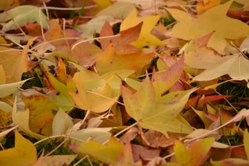 A pile of autumn leaves being raked up in a neat stack on a residential lawn.