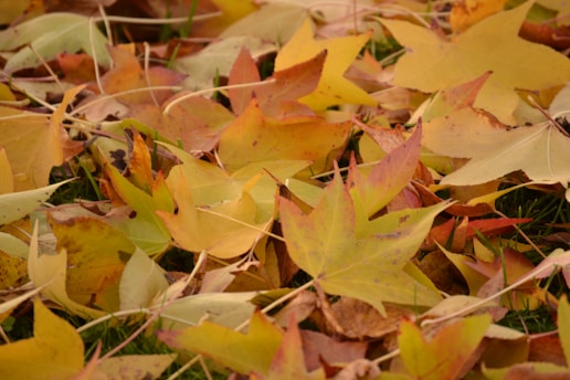 A pile of autumn leaves being raked up beside a vibrant green lawn.