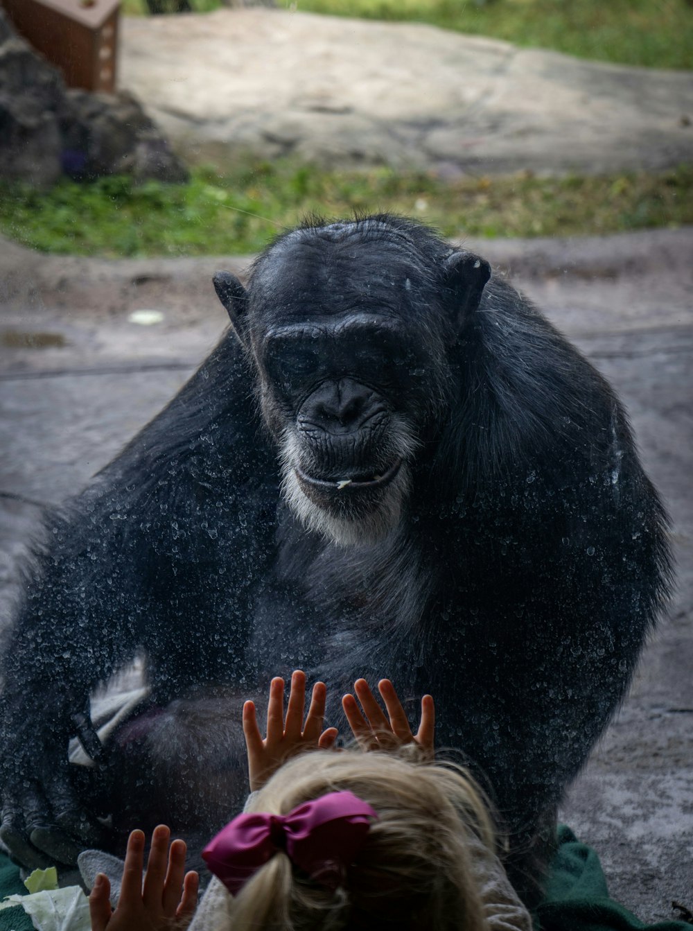 a young girl looking at a gorilla through a window