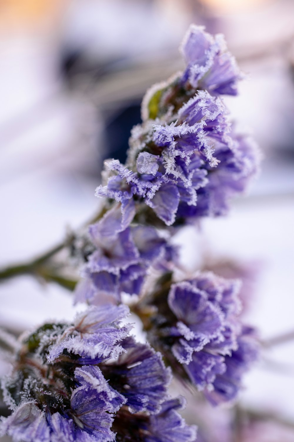 a close up of a purple flower with frost on it