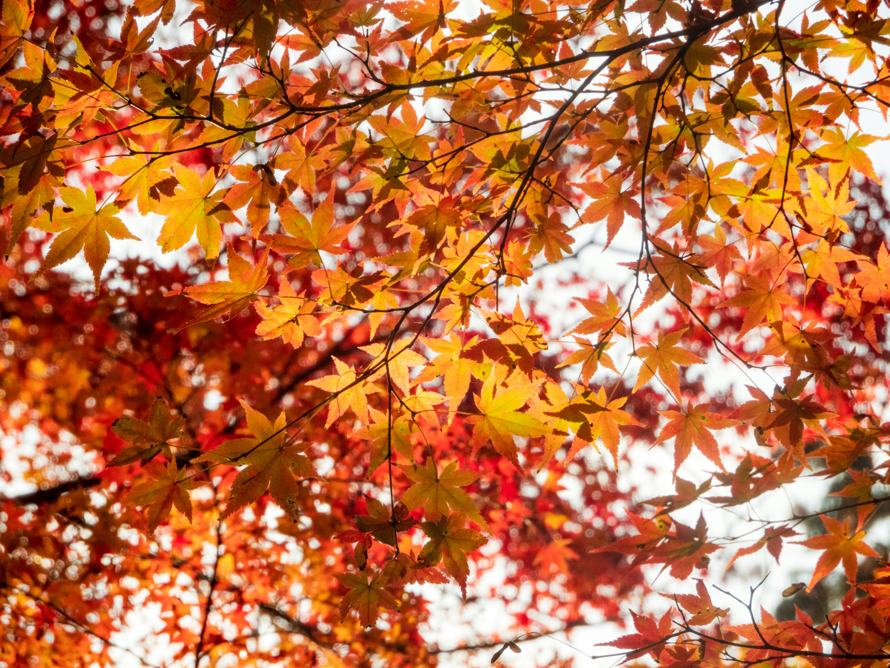 Photo by heppoko_yama