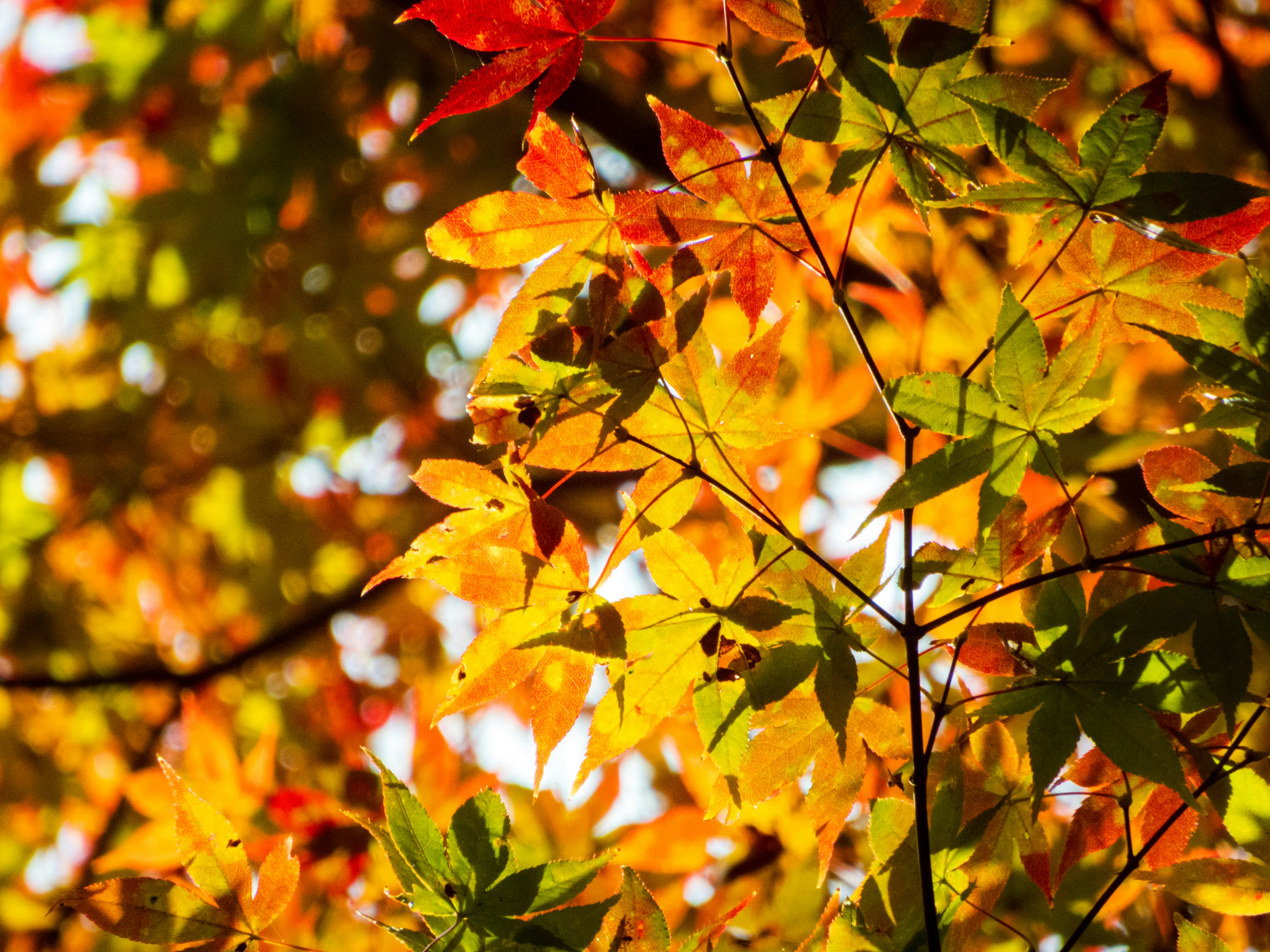 Photo by heppoko_yama