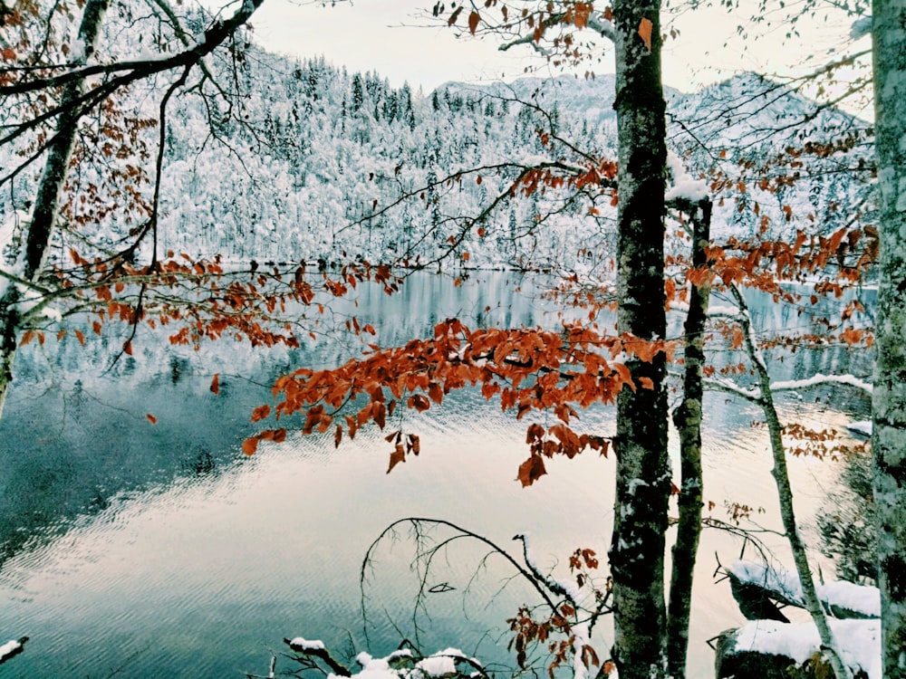 a lake surrounded by trees covered in snow