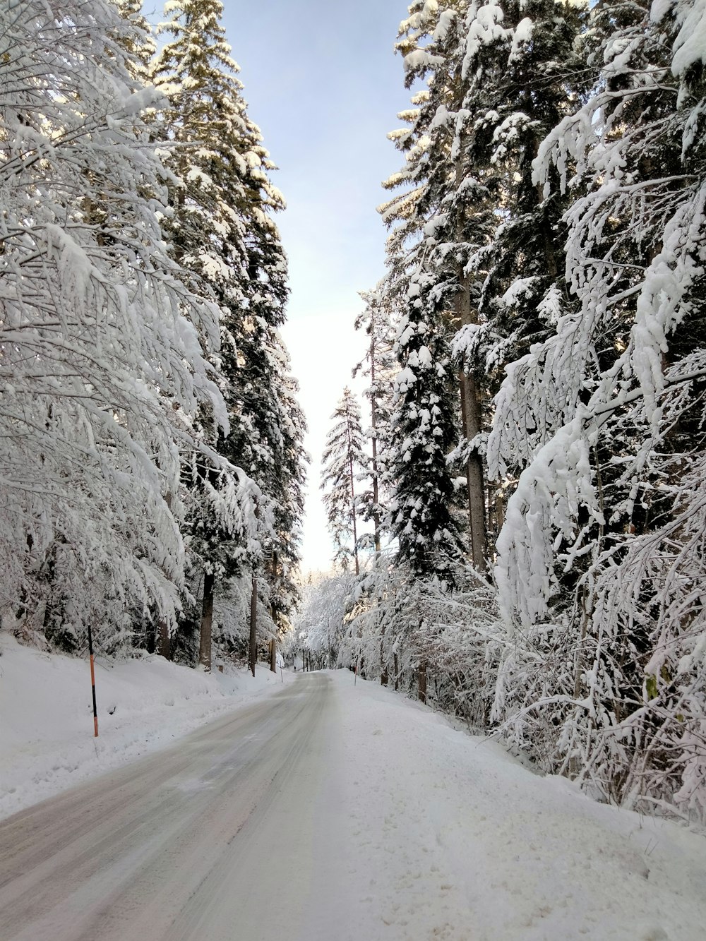 a snow covered road surrounded by tall trees