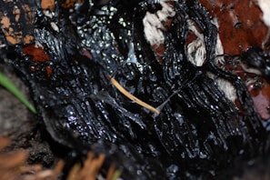 A close-up of shilajit resin on a wooden surface.