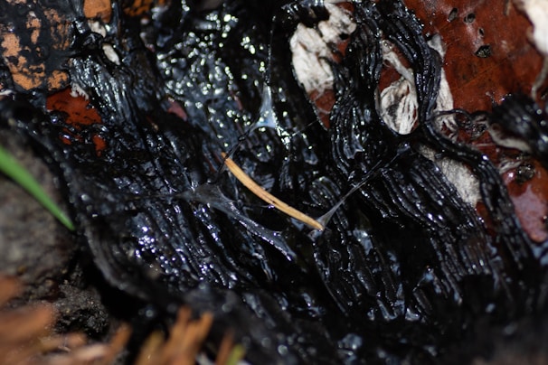 A close-up of a biopolymer product showcasing its texture and form.