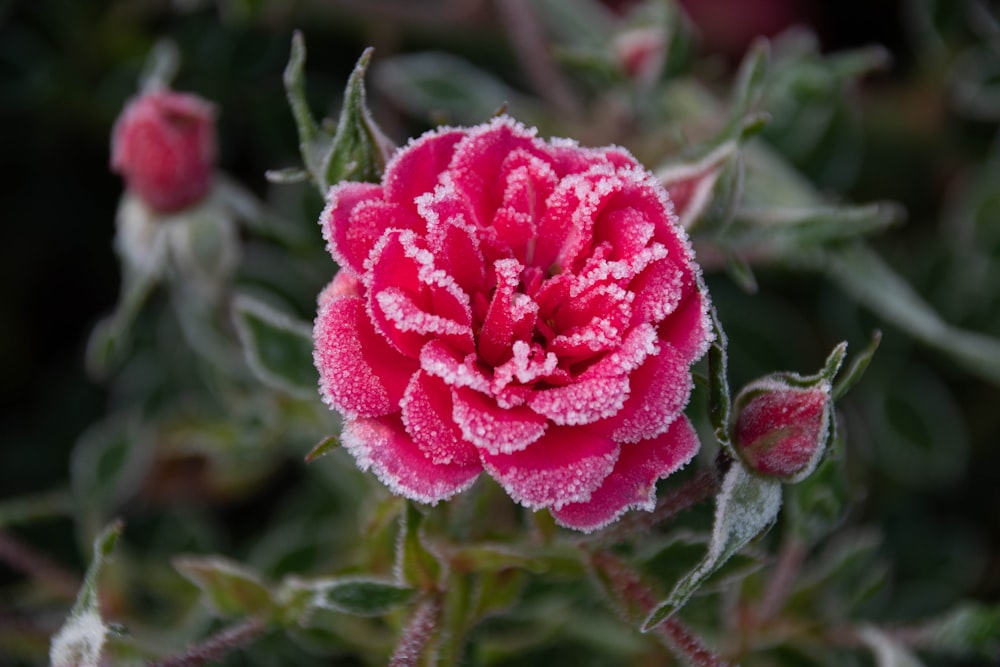 a close up of a pink flower with frost on it