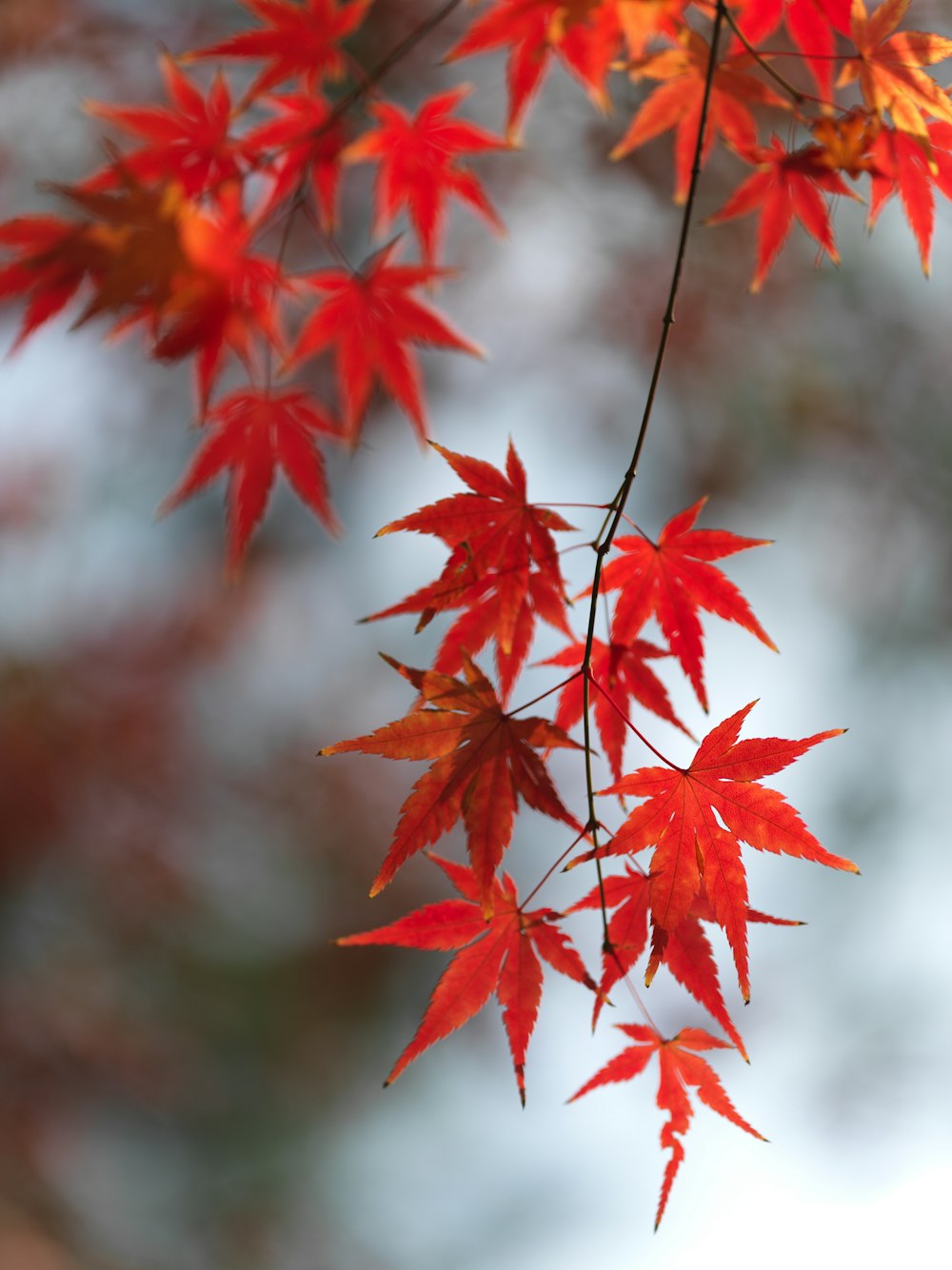 a close up of a tree with red leaves