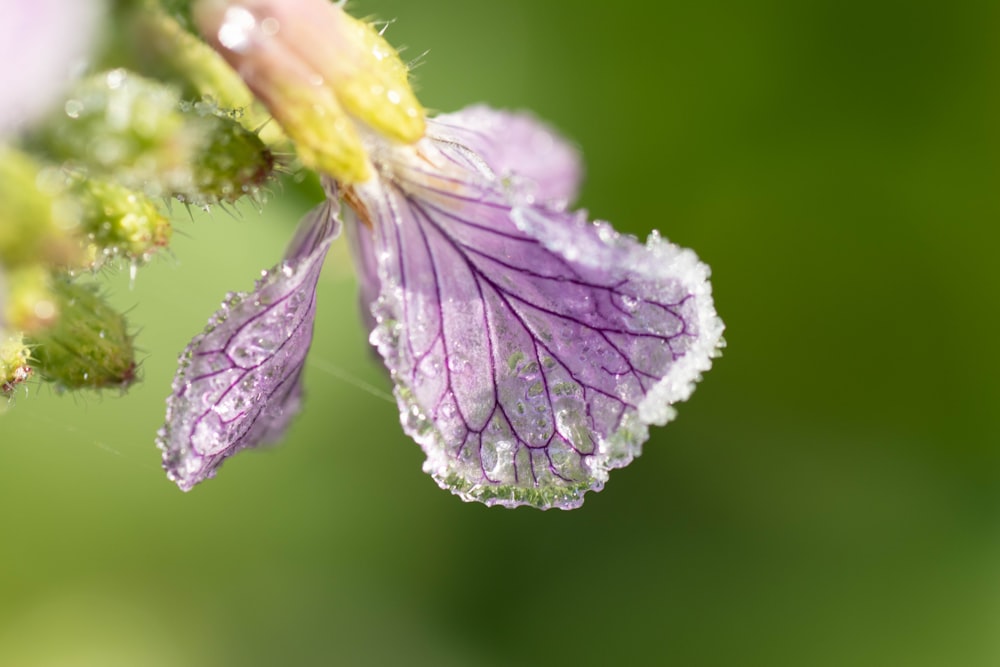 a purple flower with drops of water on it