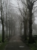 A foggy pathway lined with tall, bare trees, leading into the distance. The path is surrounded by patches of grass and there are occasional stone plaques laid on the ground. The atmosphere appears quiet and serene, with a mystical ambiance due to the mist obscuring the background.