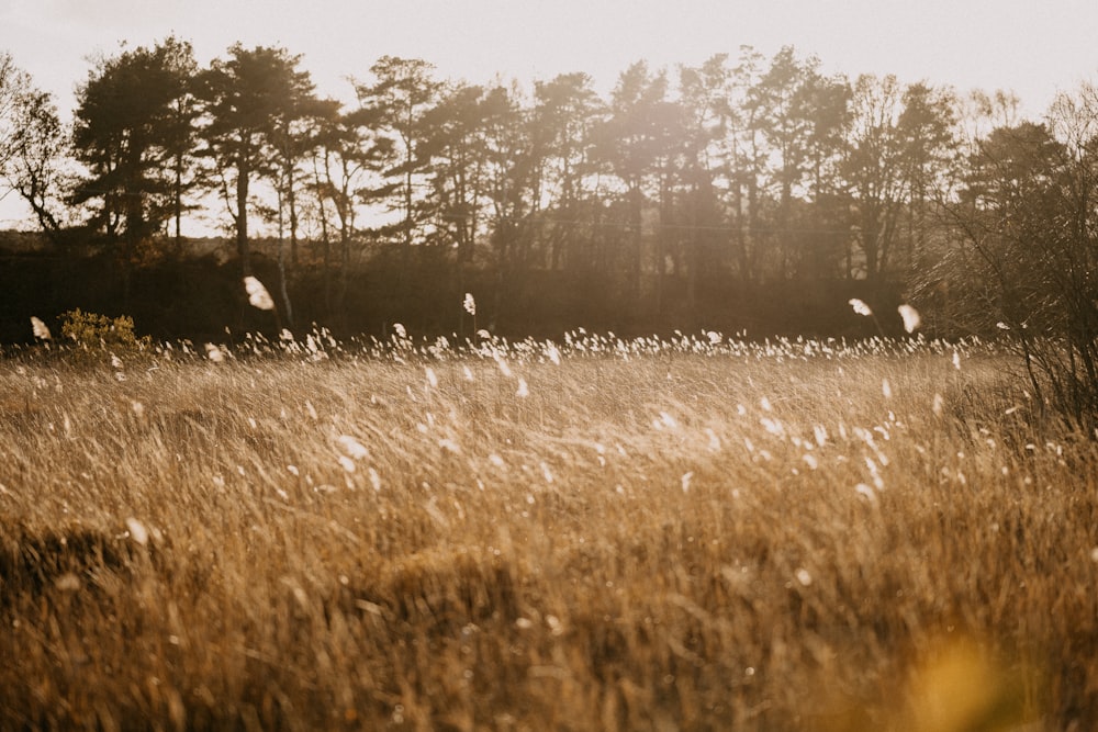 a field of tall grass with trees in the background