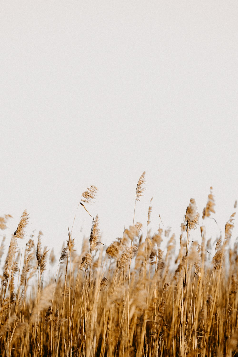 a field full of tall dry grass under a white sky