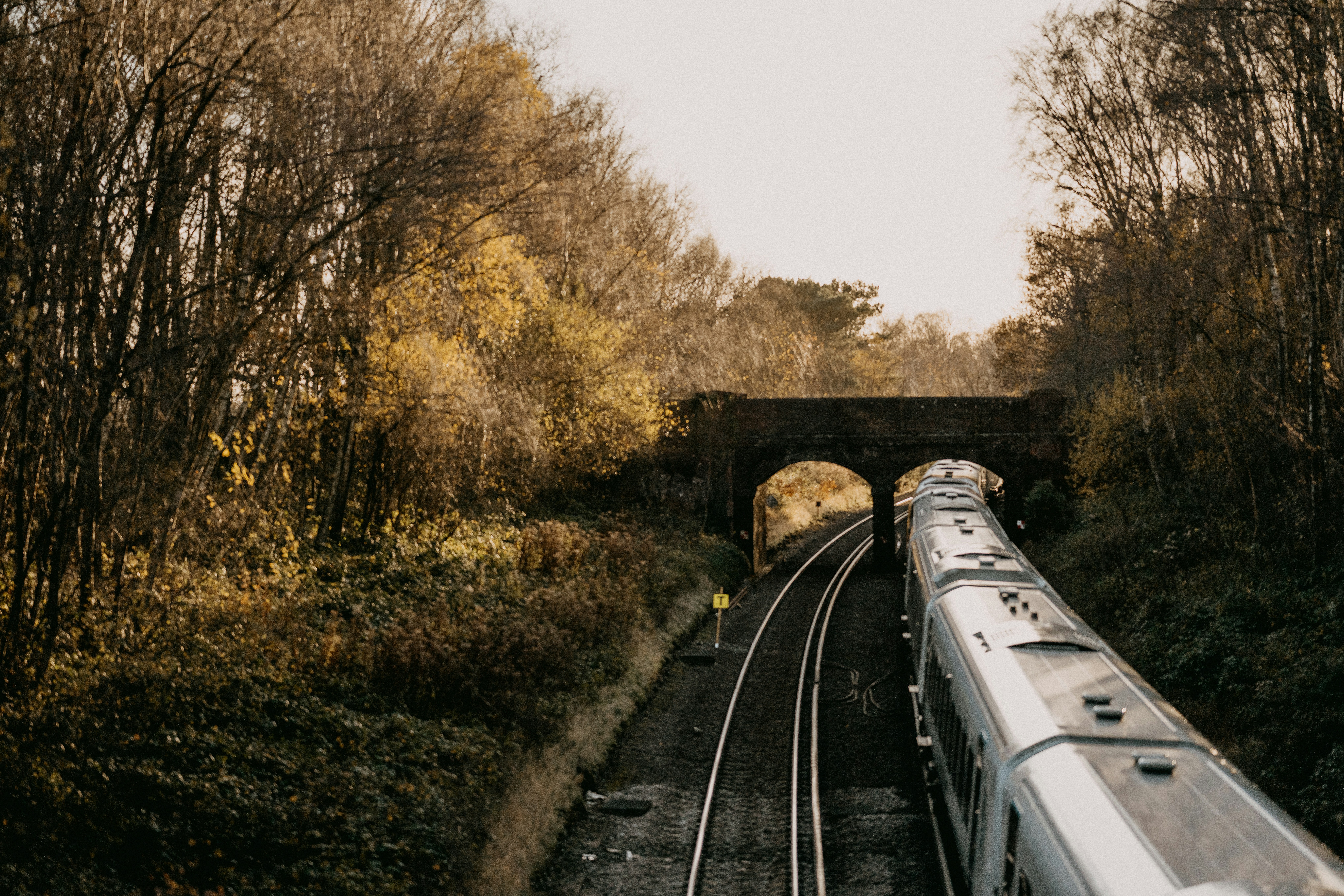 a train traveling under a bridge next to a forest