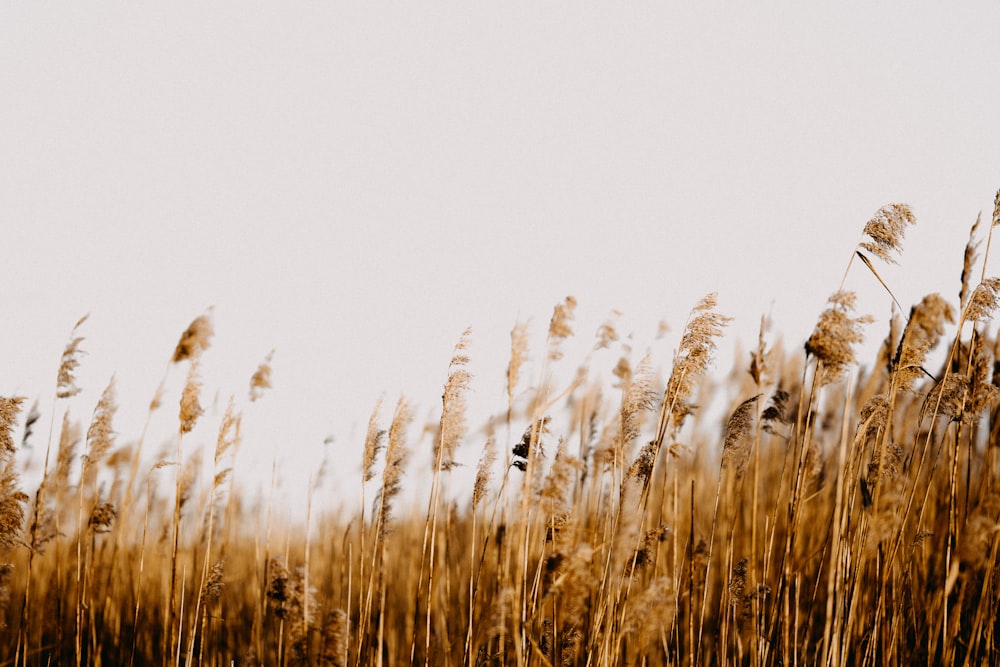 a field with tall grass blowing in the wind