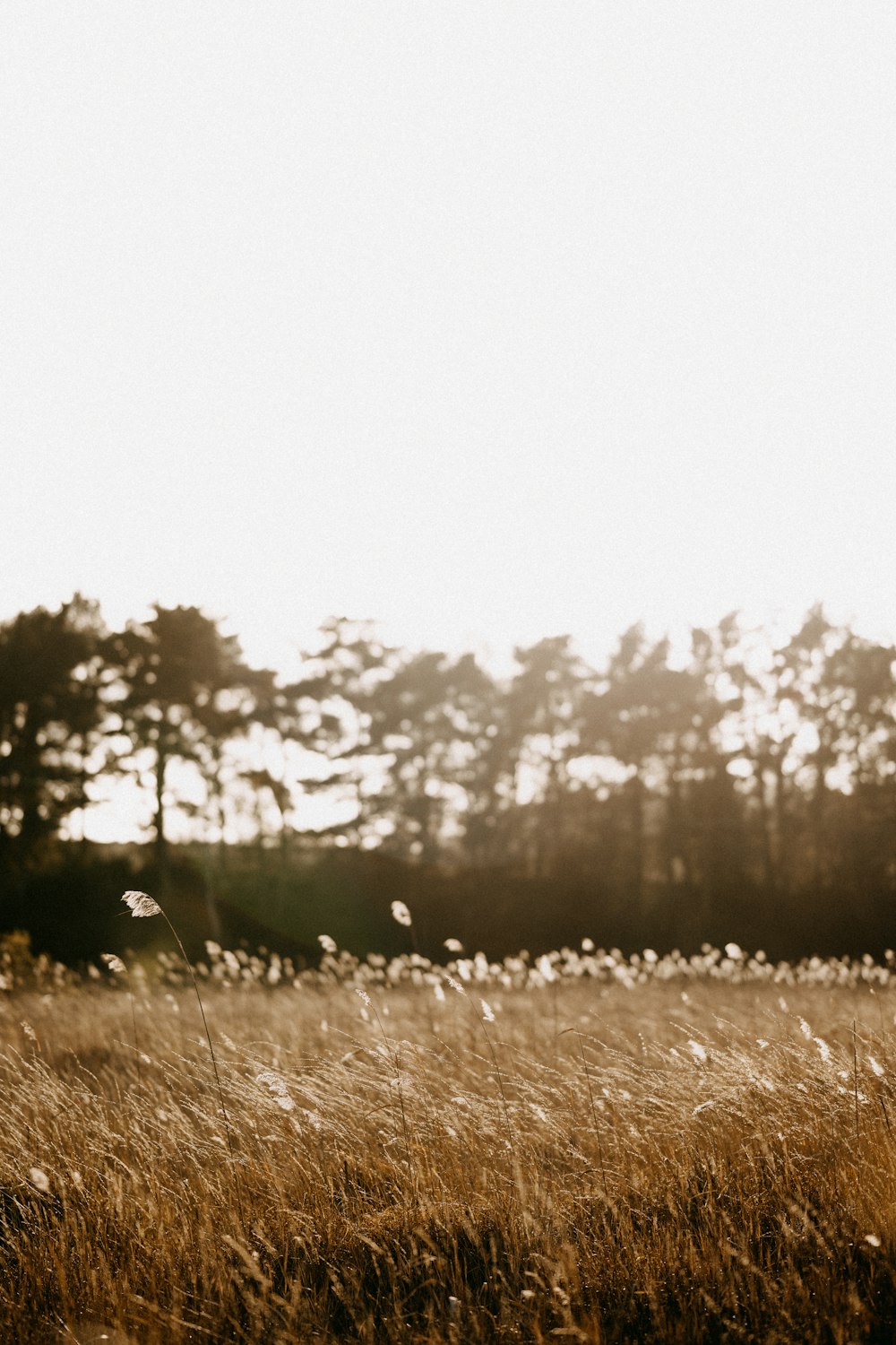 a person standing in a field with a frisbee