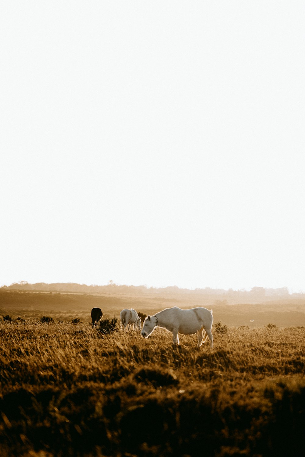 a couple of cows standing on top of a grass covered field