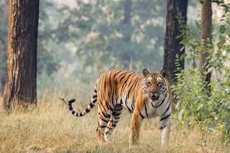 a tiger standing in the grass