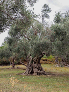 Ancient olive trees in a sunlit Spanish grove, showing twisted trunks and lush green leaves.