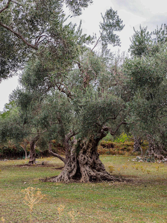 an old olive tree in the middle of a field