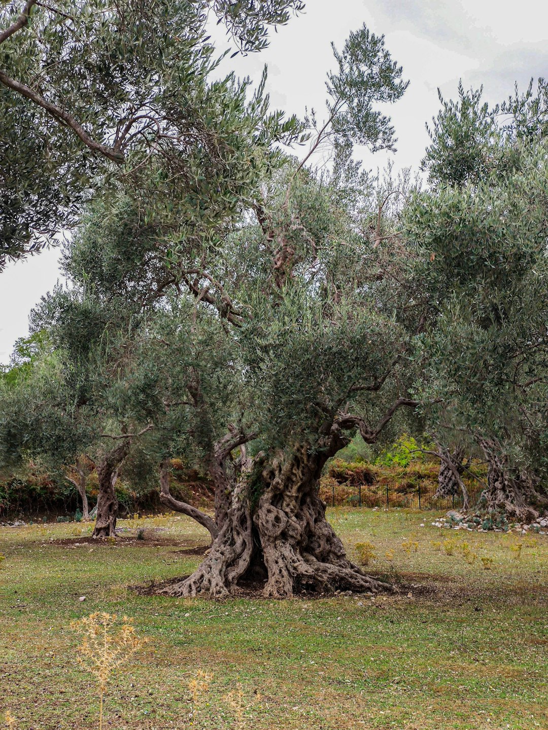 Natural landscape photo spot Bar Kotor