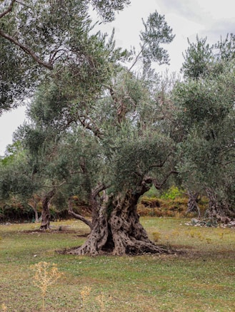 An ancient olive tree with a gnarled and twisted trunk stands prominently in a grove. The tree has a wide canopy of dark green leaves. In the background, other olive trees stretch out into the distance.