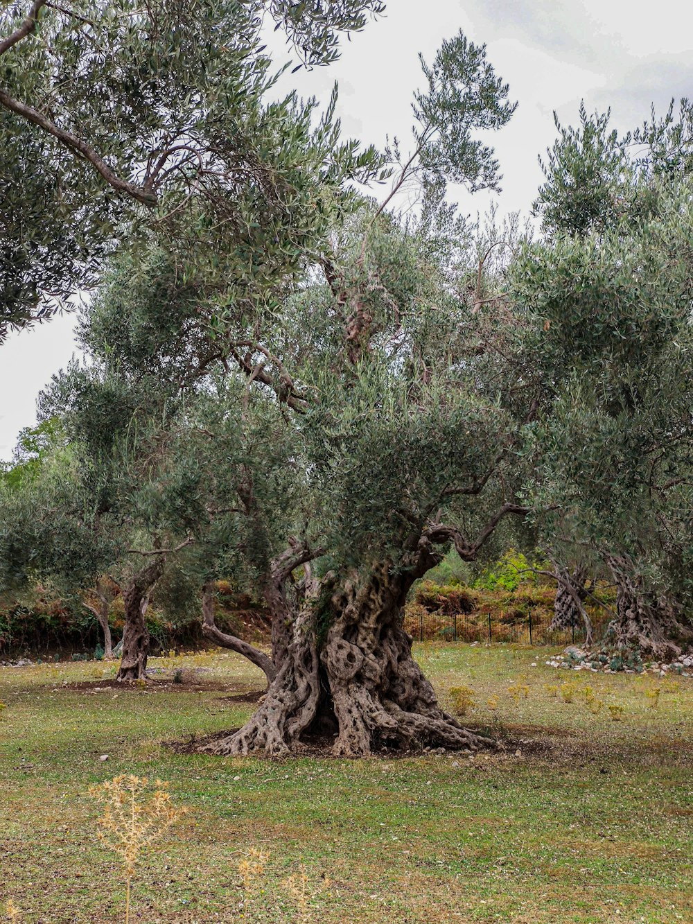 an old olive tree in the middle of a field