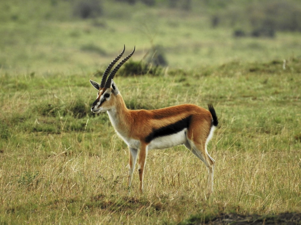an antelope standing in a grassy field