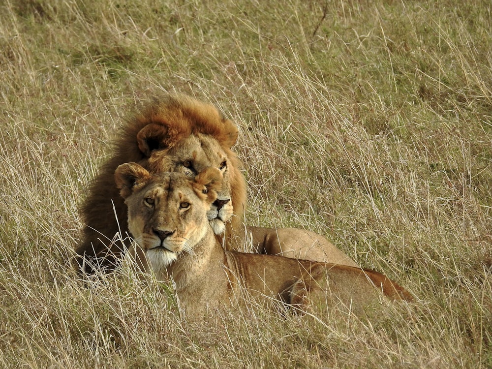 a couple of lions laying on top of a grass covered field