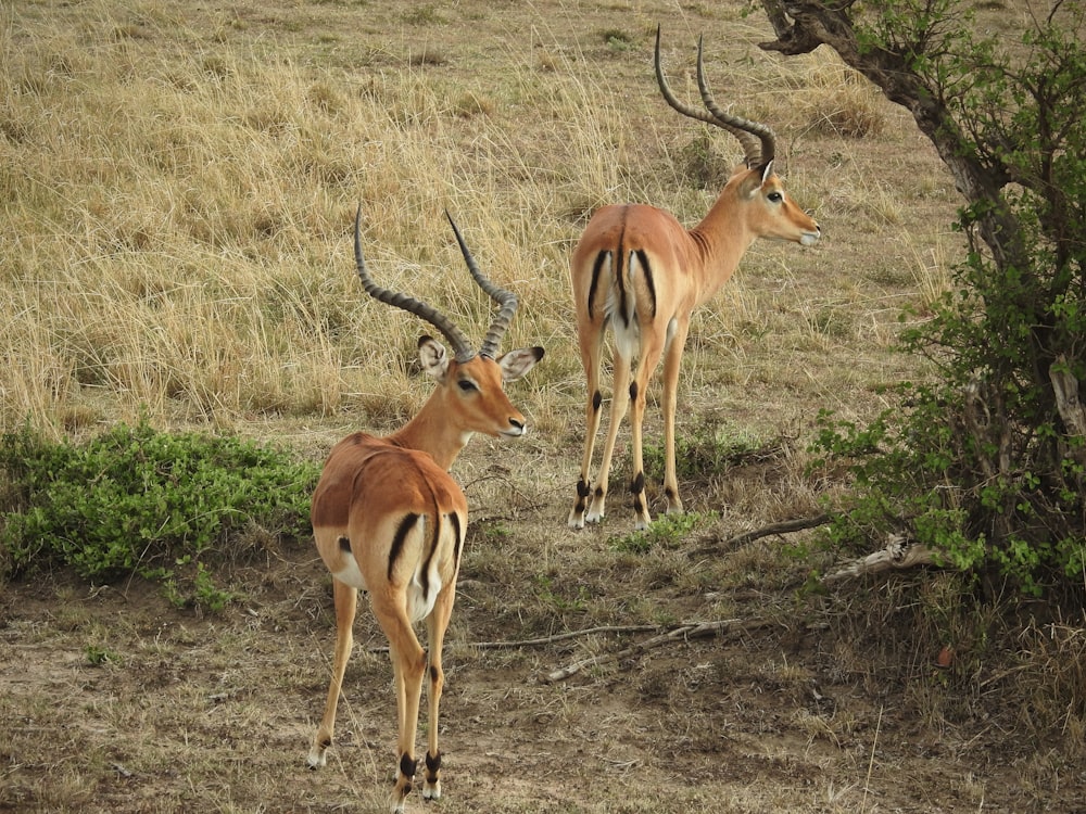 two antelope standing next to each other on a dry grass field