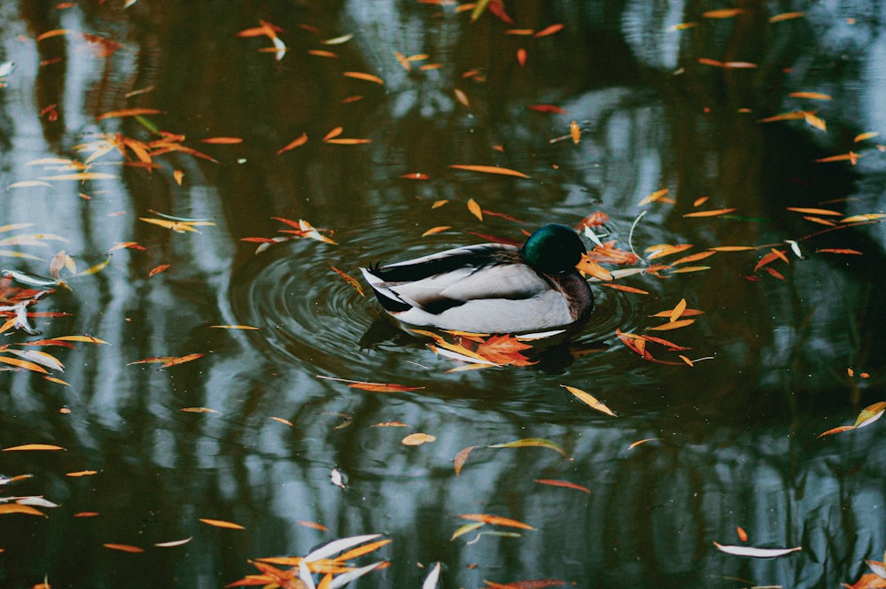 a duck floating on top of a body of water