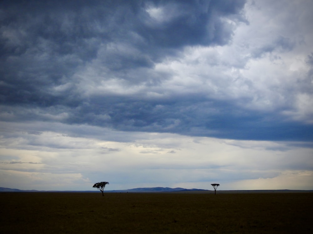 two trees in a field under a cloudy sky