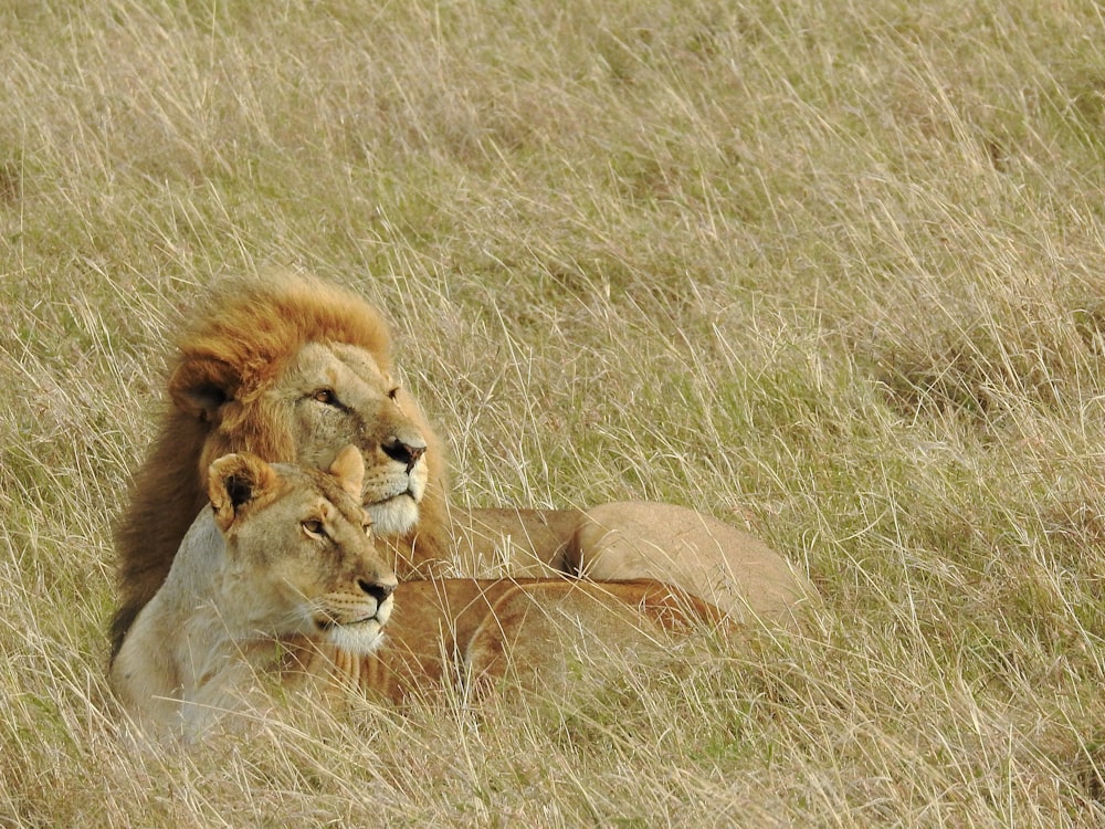 a couple of lions laying on top of a grass covered field