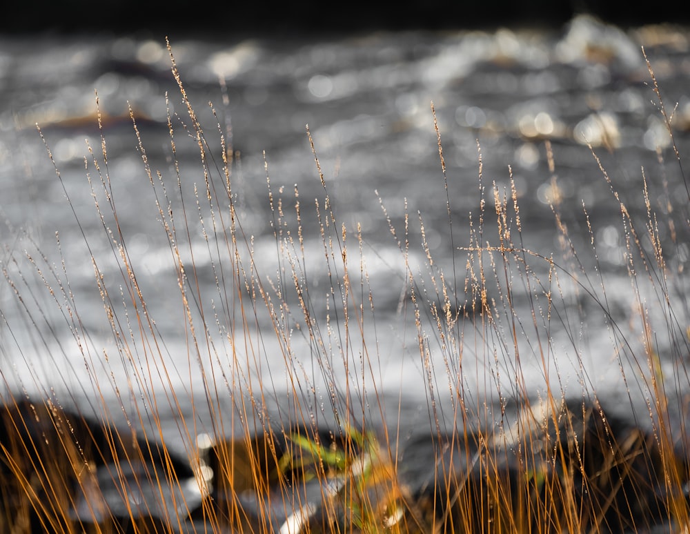 a close up of some grass near a body of water