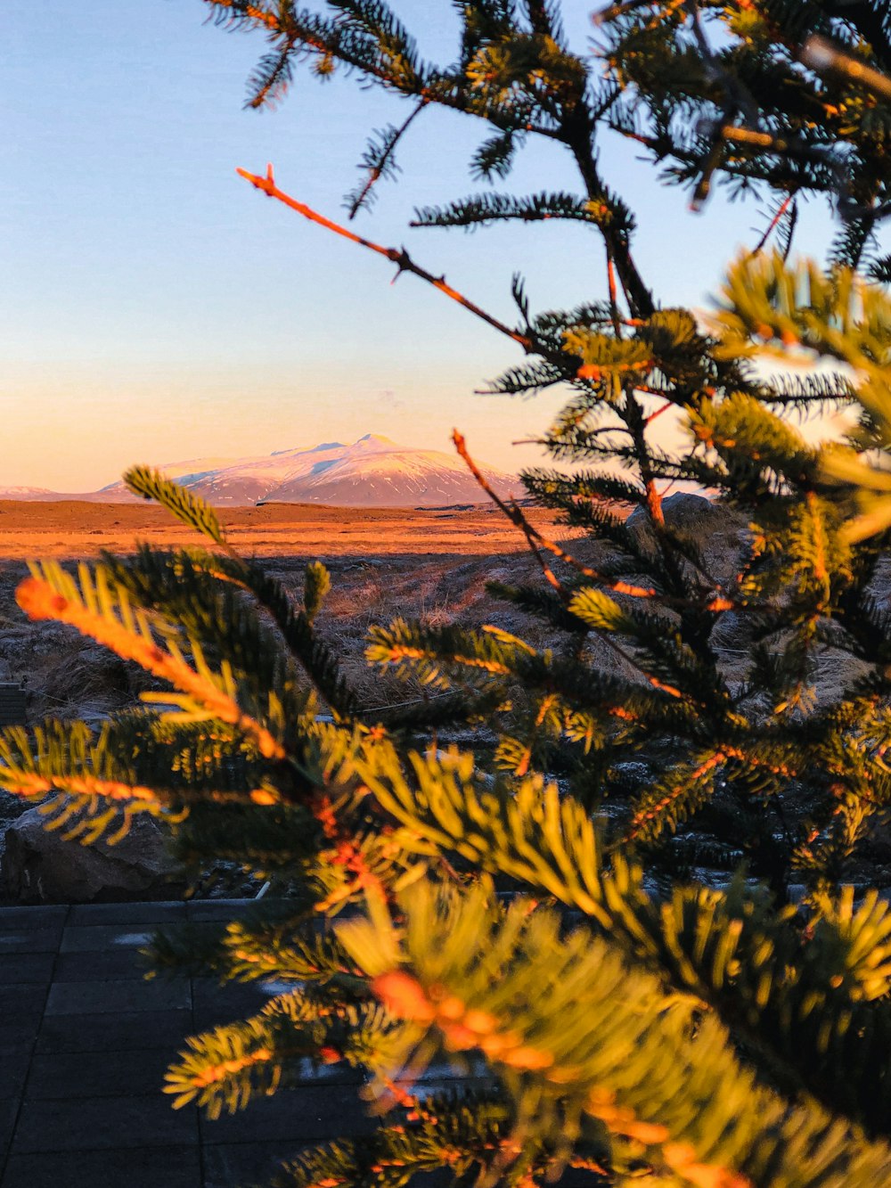 a pine tree with a mountain in the background