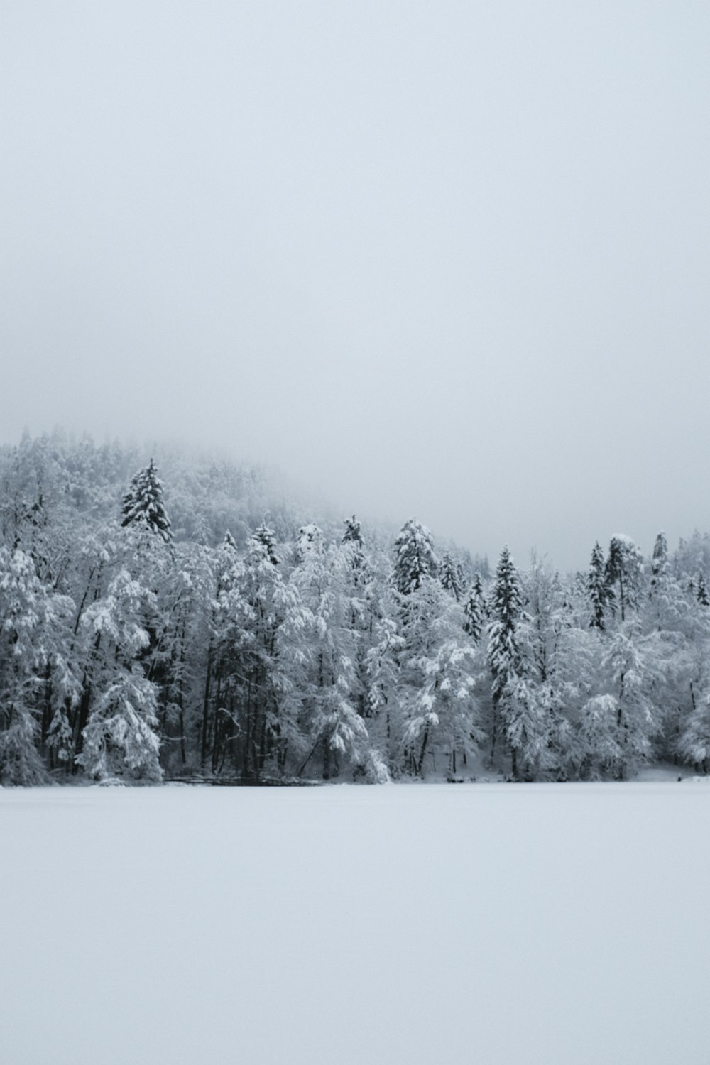 木々を背景に雪に覆われた野原