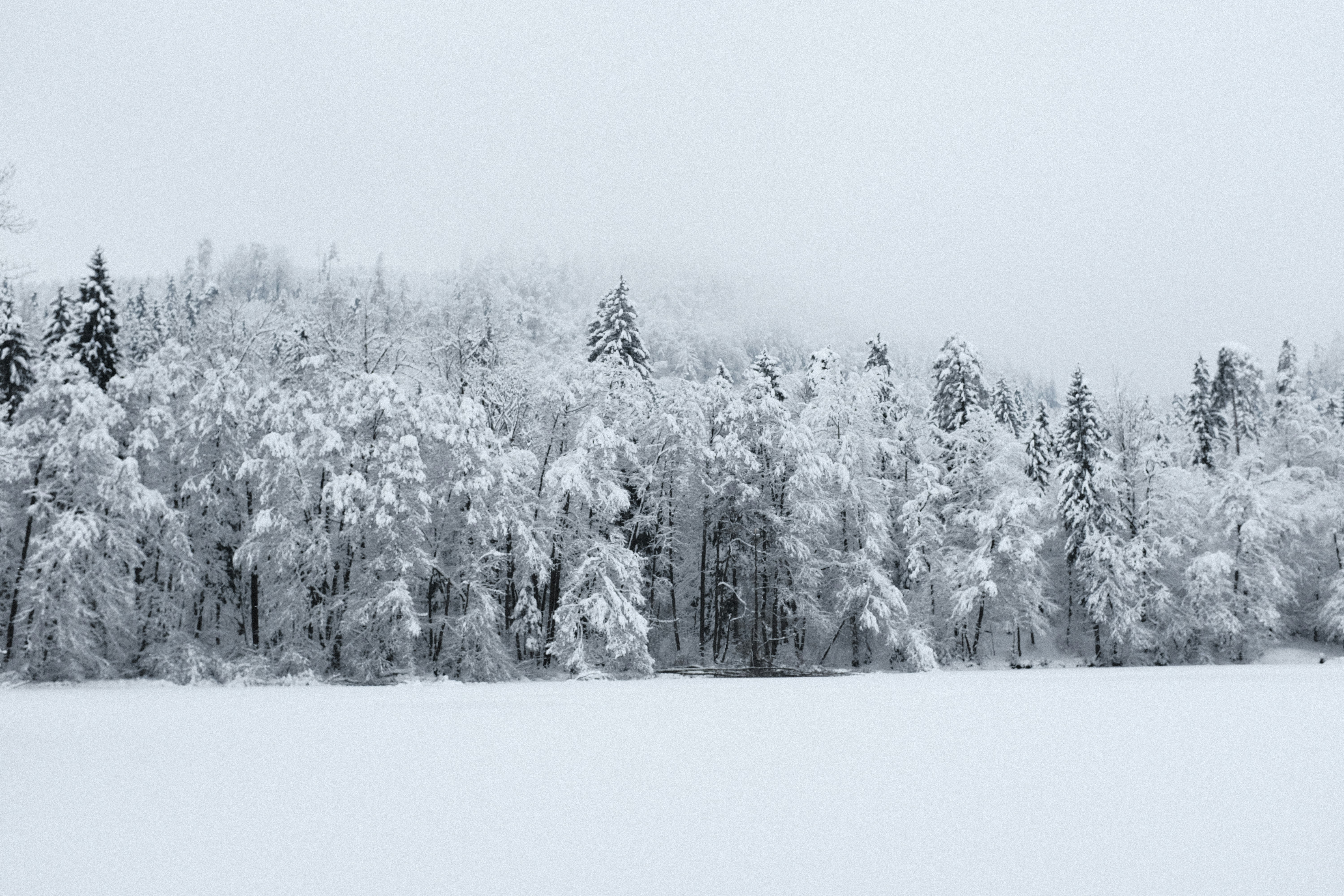 Photo by studiopizza