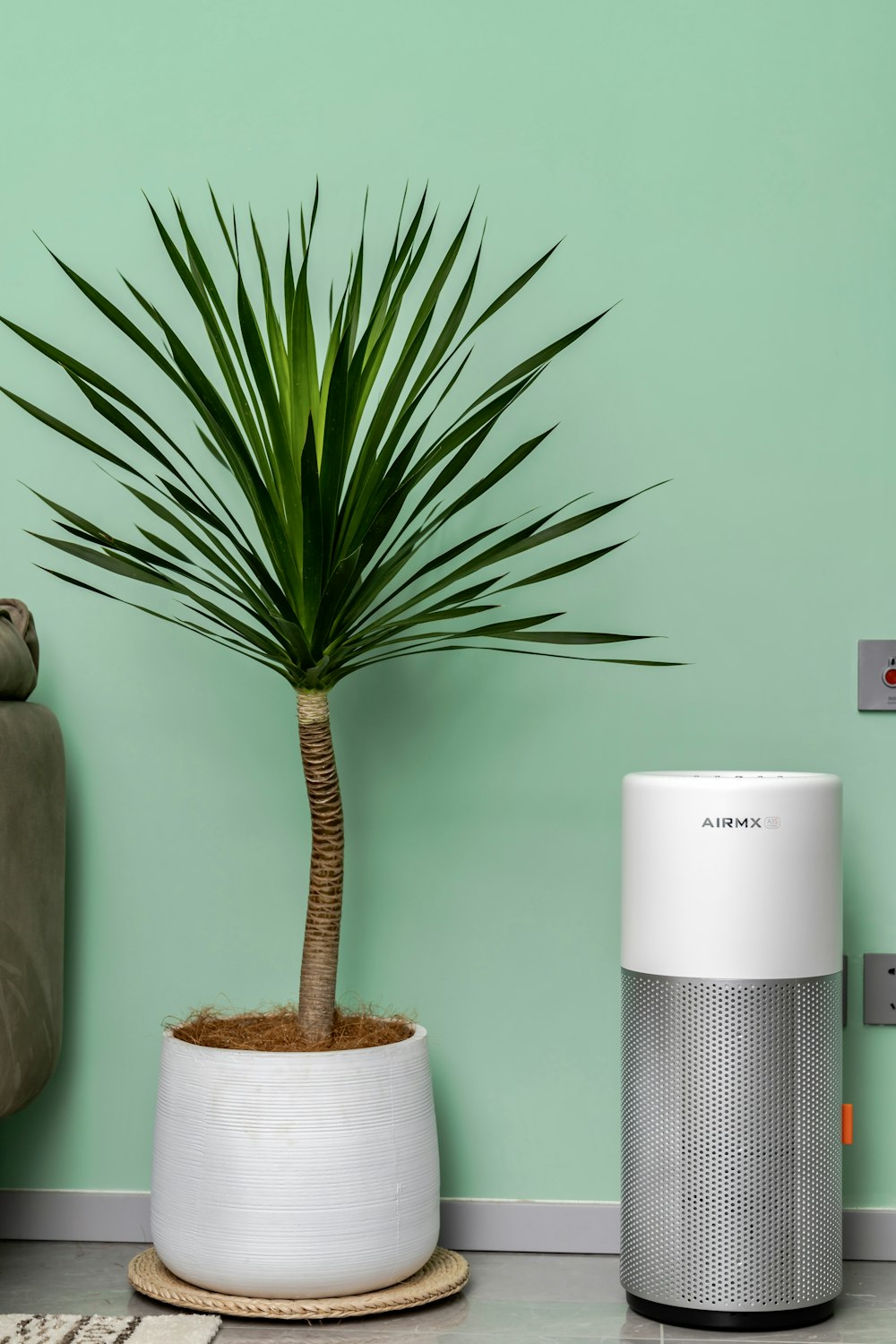 a plant in a pot next to an air purifier