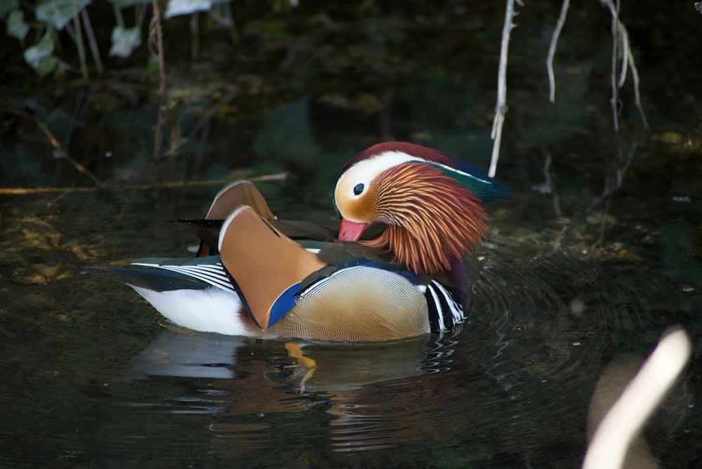 a colorfully colored bird floating on top of a body of water