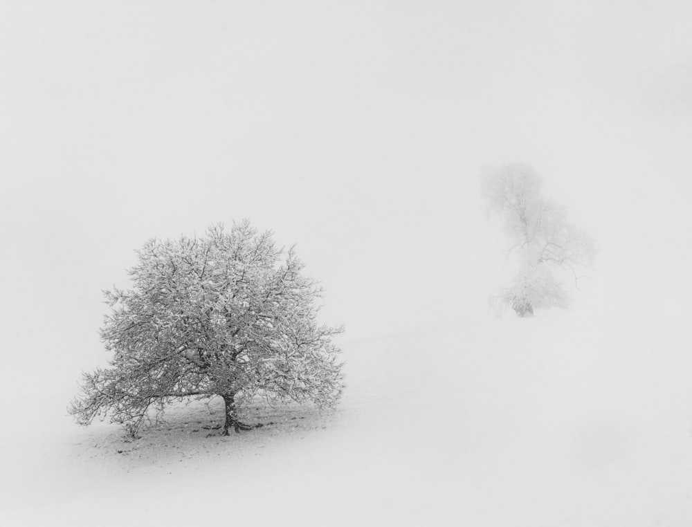 a lone tree in the middle of a snowy field