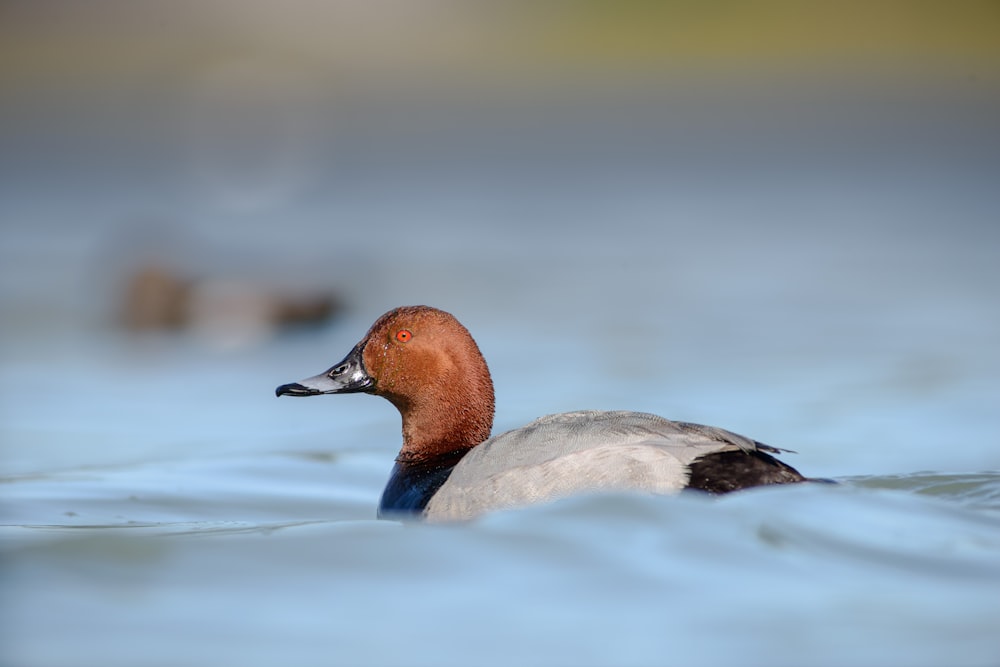 a duck floating on top of a body of water