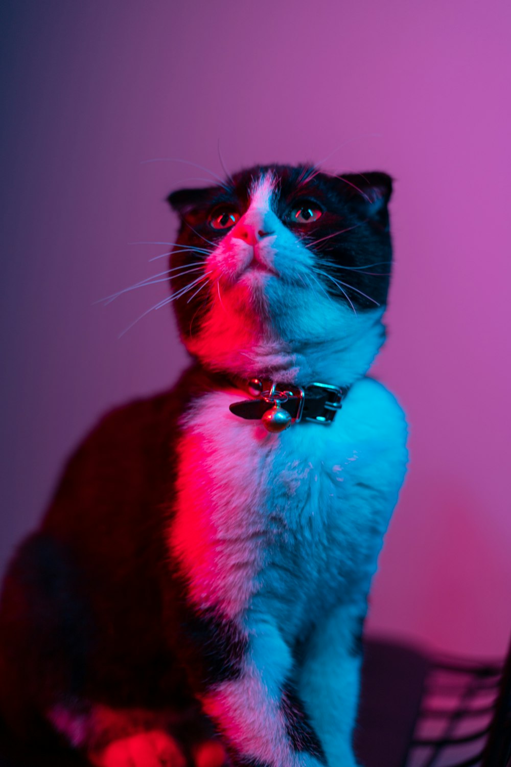 a black and white cat sitting on top of a chair