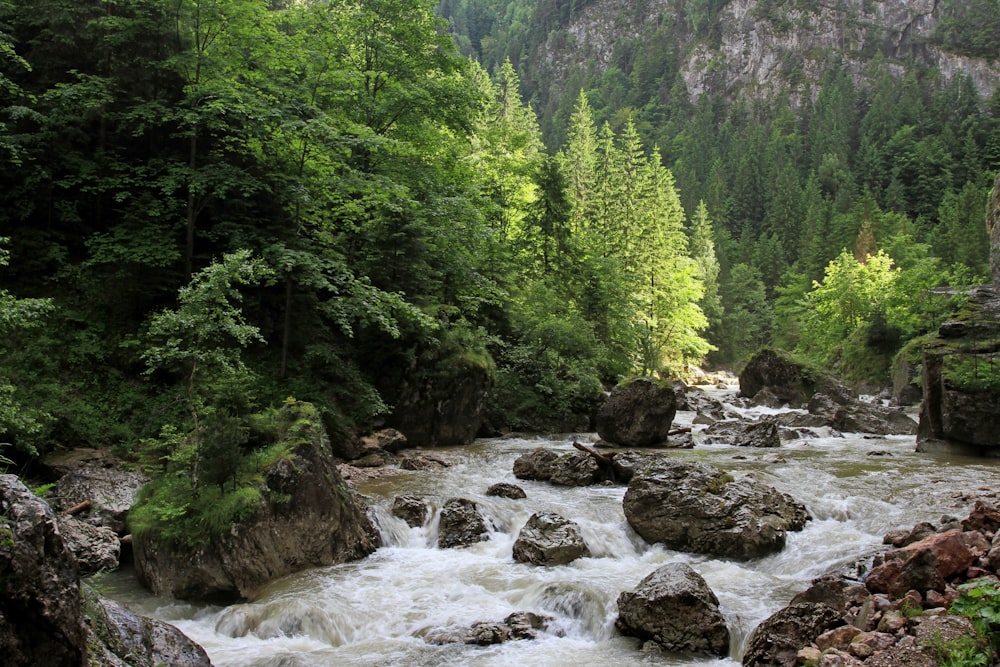 a river running through a lush green forest