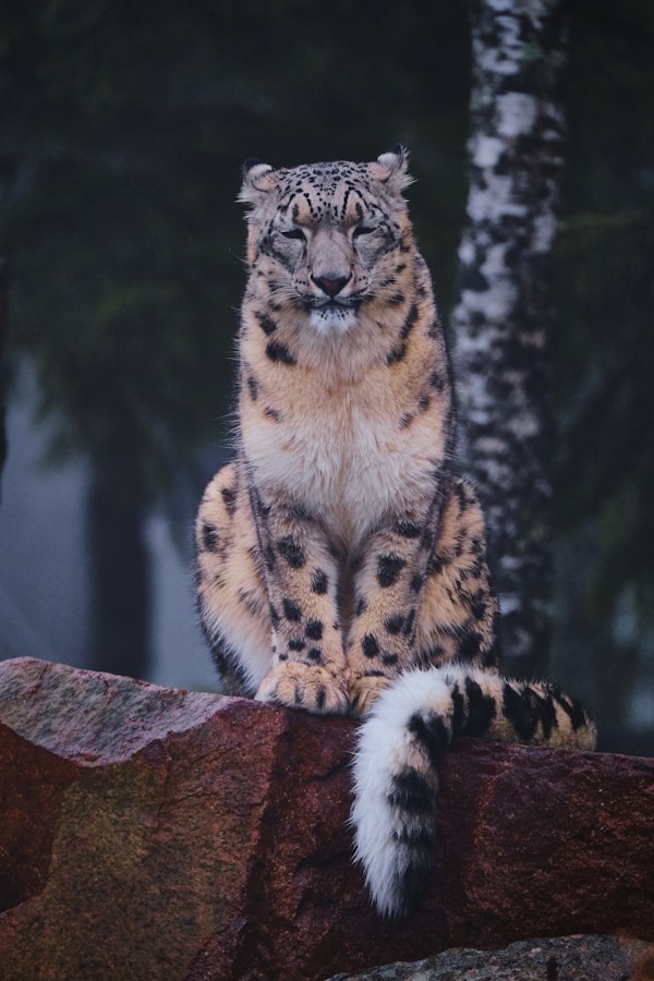 snow leopard sitting on top of a rock, its big fluffy tail hanging down